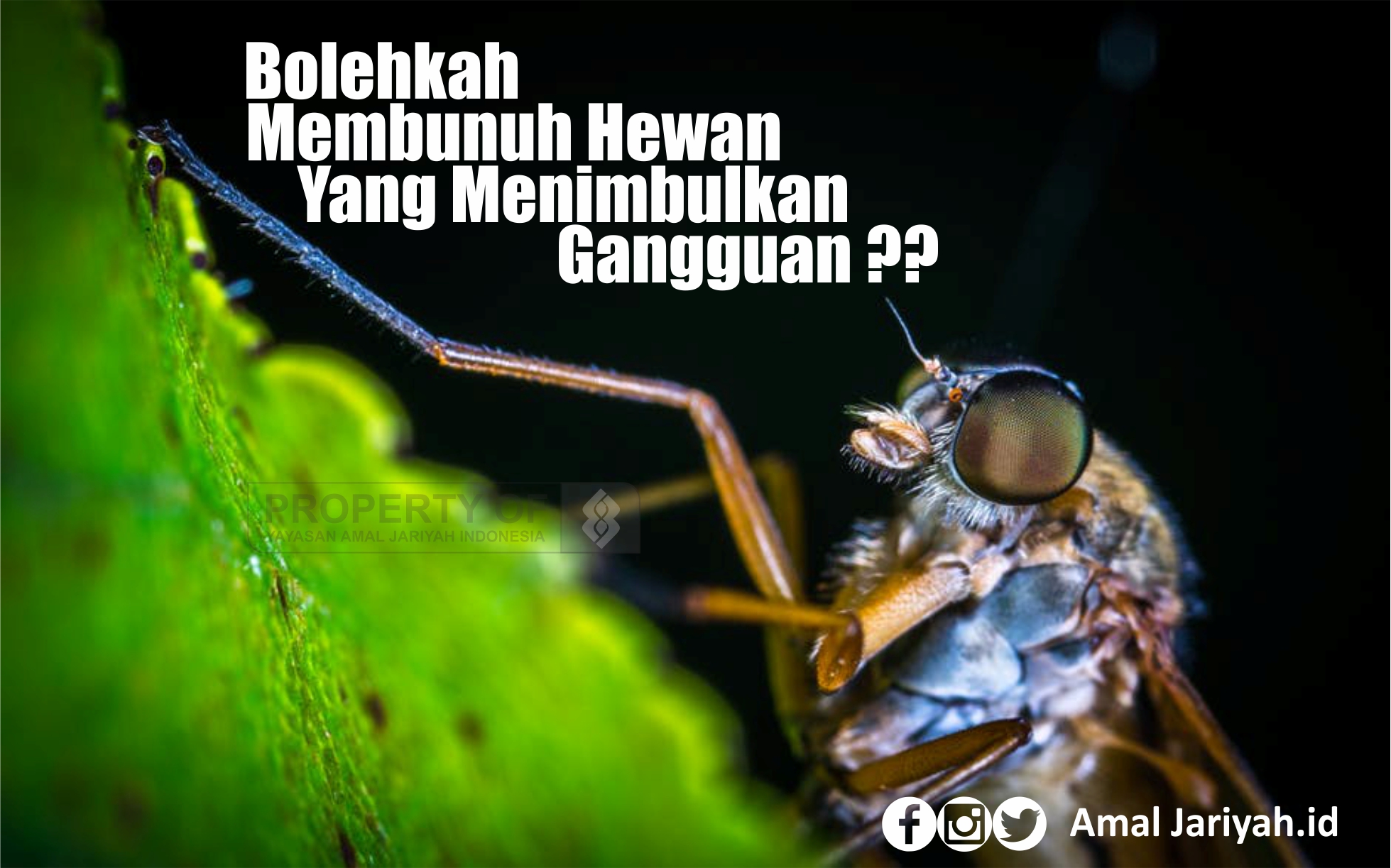 Bolehkah Membunuh Hewan Yang Menimbulkan Gangguan ??